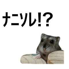 higuma_20251022212533