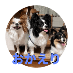 Papillon Three Musketeers
