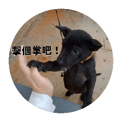 Oreo寶寶的魔幻舞臺