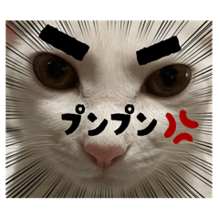 Cute and Funny Cats Daily Life