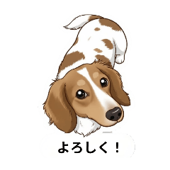 Dachshund Pied Poodle