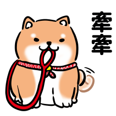 柴圓滾滾-日常赤柴犬