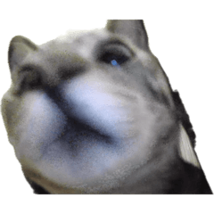 戲很多的花枝丸