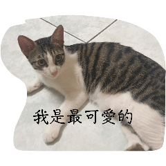 我是一隻很可愛的貓