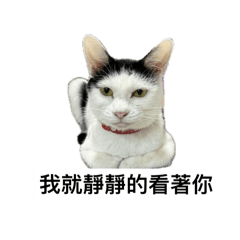 黑白貓狗一家-用語