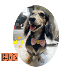 黑奶臘腸-錢錢公主