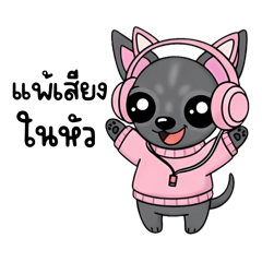 Chihuahua black dog : talking to friends