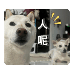 麻吉奧莉莉歡樂一家