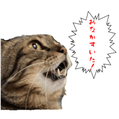 Tommy_20251022224153