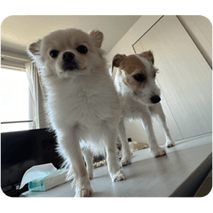 dachi_20251023122058