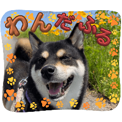 リアルな黒柴クマちゃん