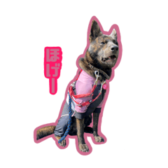 甲斐犬松風の日常　その2で御座候