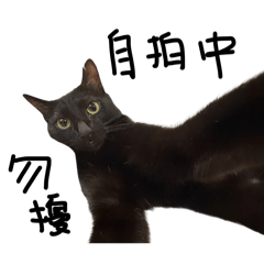 三小隻鯊貓們的日常