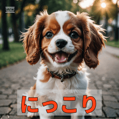 Fluffy Cavalier Life