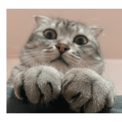 陳豆包日常眼神篇