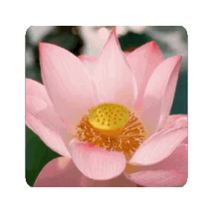 AI LOTUS FLOWER DYNAMIC STICKER.