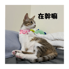 Moffy寶寶