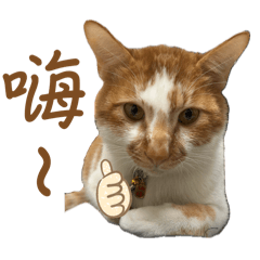 阿金貓咪的日常