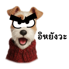 Bobby : Wire Fox Terrier