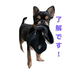 amber_20251023180602