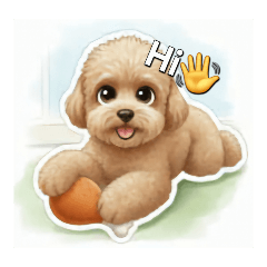 貴賓狗Cutedog puppyレッドプードルPoodle