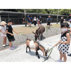 去農場餵可愛的羊咩咩