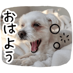 My pet Maru  Daily Life Sticker