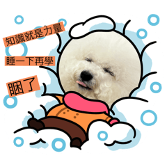 棉花糖汪汪學習日記