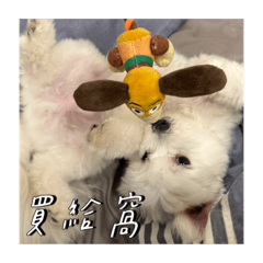 阿毛的小小世界2.0