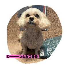 mayuchan_20251023203719