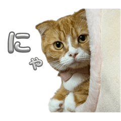 sugar_20251023204335