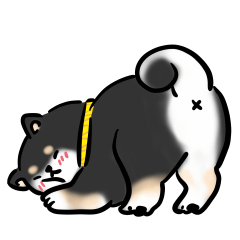 柴圓滾滾-日常黑柴犬