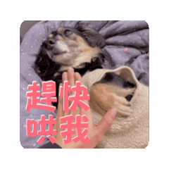 啊小妞日常用語2