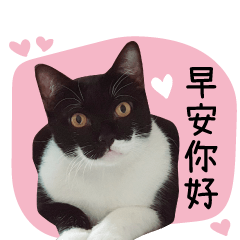 真想貓下去-搗蛋好朋友們(真的貓)