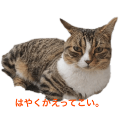 Mikan_20251023210910