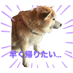 momo no mainichi