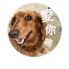 Dog_Bonjour