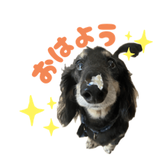 jack's stickers Dachshund