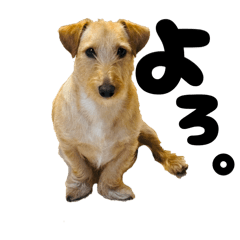 Hachi_20251024230947