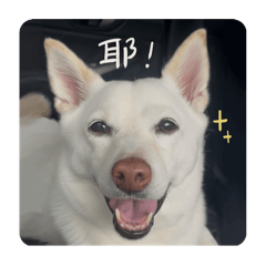 巨大蒲公英妞妞