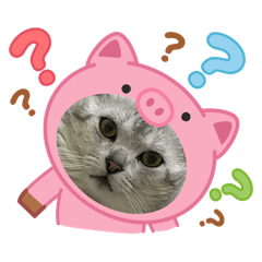 小虎の日常～～