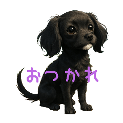 maa_CHIHUAPOO