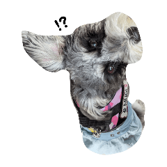 sumire_20251025114532