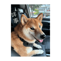 柴寶Dog