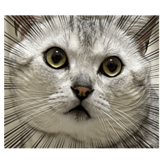 ㄧ隻情緒豐富の美短