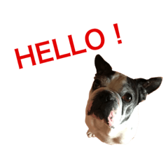 French Bulldog,Zidane