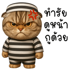 Naughty Cat (THAI)
