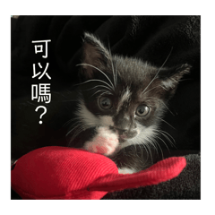 可愛小喜多
