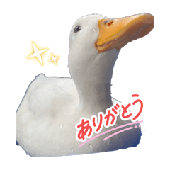 Ganko_20251025180009