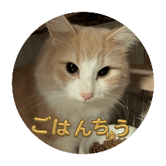 daikon zamurai_20251025184511